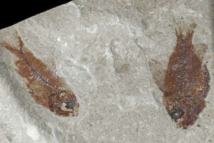 Cretaceous Fossil Fishes (Ctenothrissa & Hemisaurida) - Lebanon #173158